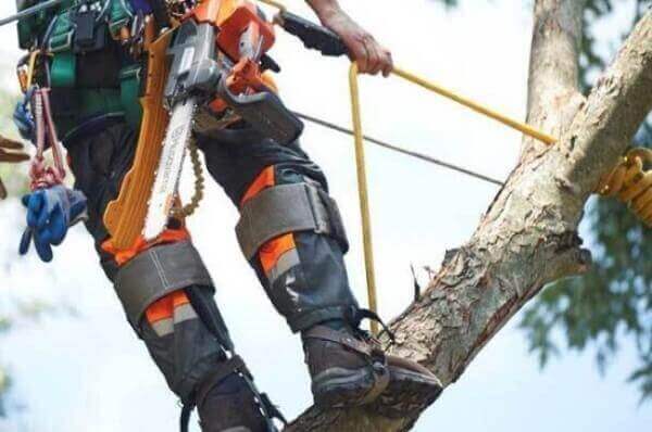 Tree Lopping North Shore