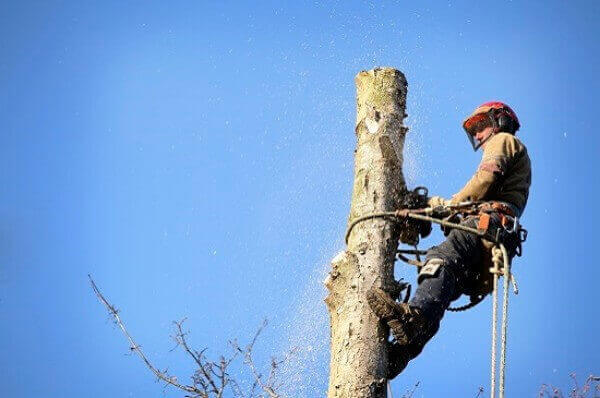 Tree Removal North Shore