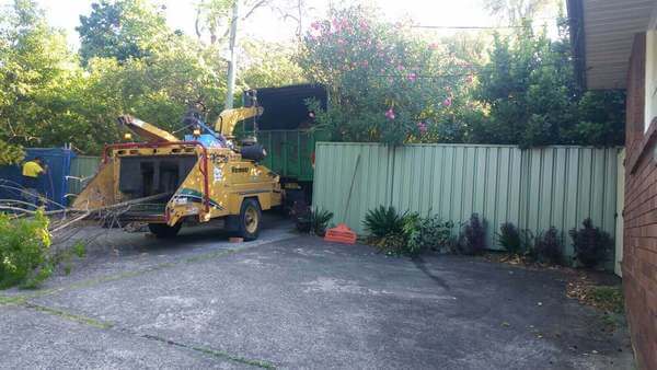 Affordable Tree Services North Shore