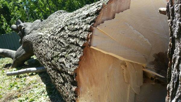Emergency Tree Services North Shore