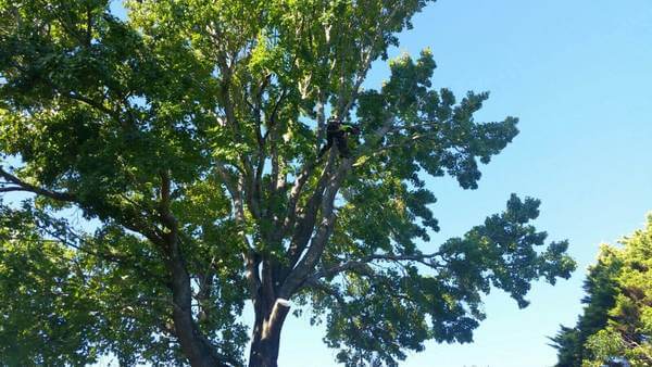 Tree Services North Shore